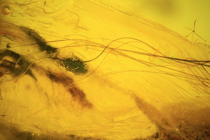 Mammalian Hair Preserved In Baltic Amber - Rare! #93845